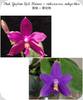 P. Yaphon Rich Woman x violacea Indigo Blue